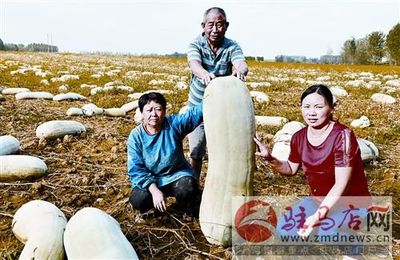 剝皮菇的營養價值與市場零售前景